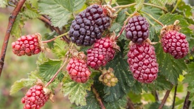 The researchers sought to investigate the impact of boysenberry polyphenol on vascular health in a state of metabolic stress, using mice with dietary obesity. ©Getty Images