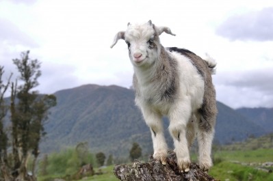 New Zealand is boosting goat milk potential via research. © Getty Images