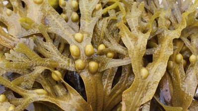 Marinova's new blend of high-purity fucoidan and marine polyphenols is extracted from the Fucus vesiculosus (pictured) and Undaria pinnatifida seaweed species. ©Getty Images