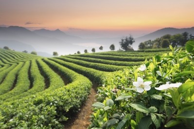 ABC article says climate change is impacting quality of Chinese tea; whether botanicals in other regions are affected is less clear