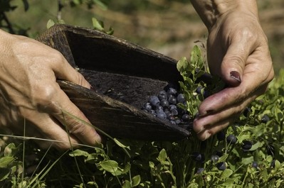 Bilberry harvest in Montenegro.  The country has a unique climate that includes both Mediterranean and montane regimes, depending on the distance from the coast. Photo courtesy of Steven Foster.