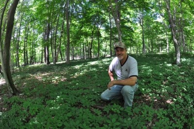 Larry Harding and his family forest farm ginseng in Maryland.