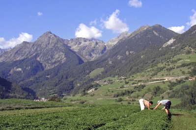 Alp Nutrition grows the herbs used in its products in a plot high in the Swiss Alps. Alp Nutrition photo