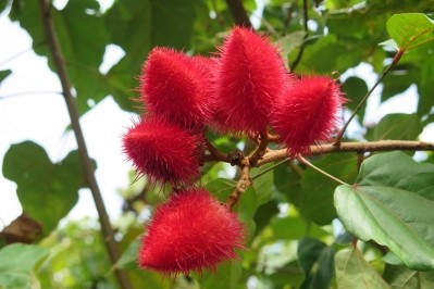 Fruit of an achiote tree, from which annatto seeds are obtained. © American River Nutrition