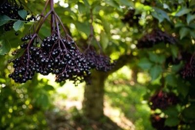 Studies drill down to how elderberry ingredient provides immune support via microbial reaction in gut
