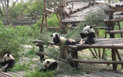 Giant pandas at Chengdu Research Base of Giant Panda Breeding.  Image: Josef Brinckmann, 2009