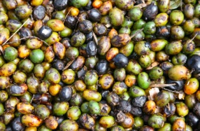 New trend in saw palmetto adulteration forces BAPP to update bulletin