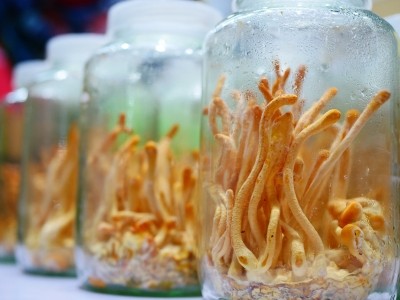 The study used a combination of Cordyceps (pictured) and Rhodiola crenulata.   Image © Getty Images / Supersmario