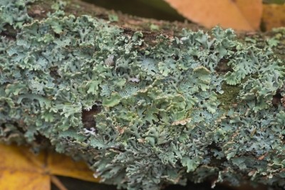 Prof Mata is best known for her work on the chemistry of plant compounds from Mexican medicinal plants, fungi, and lichen (pictured).  Image © Getty Images / aga7ta
