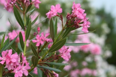 Oleander is a popular ornamental plant, but is also highly toxic. ©Getty Images - Anatoliy Sadovskiy