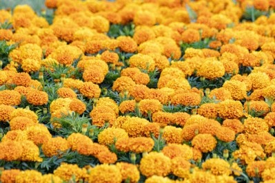 Omniactive sources lutein from marigolds. ©Getty Images - Danil Bukharov
