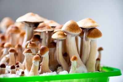 Psychedelic mushrooms (psilocybe cubensis). Image © Yarygin / Getty Images 