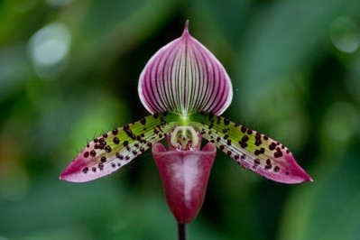 Lady's slipper orchid, used medicinally as a sedative in the 1800s and 1900s, is now critically endangered. In the wild, the plant has a symbiotic relationship with a fungi that gives it nutrients © Photography By Tonelson / Getty Images