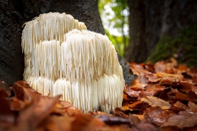 Lion’s Mane and the brain: Study identifies new compounds in ‘smart mushroom’