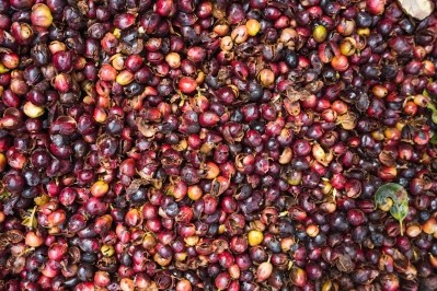 Study shows safety and health benefits of coffee cherry pulp juice