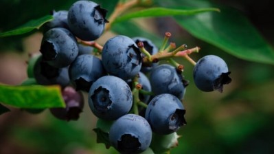 Blueberry genotype and dose for precision nutrition