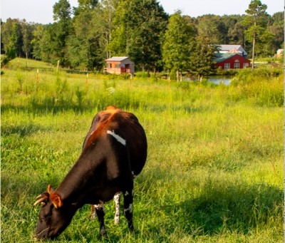 Ancient Nutrition is pursuing holistic grazing practices as well as a major food-bearing tree, vine and shrub planting project on its showcase farm in Tennessee.  Ancient Nutrition photo