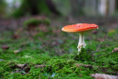 The counterfeit analytical reports related to commercial products including gummies and tinctures-containing extracts of Amanita muscaria.   Image © Kathrin Ziegler / Getty Images