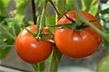 A nootropic tomato extract for better cognitive functions 