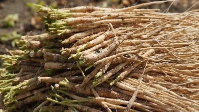 Ashwagandha root for health in the natural products industry