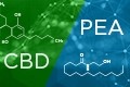 Brands considering Levagen PEA in addition to CBD as uncertainty around CBD continues