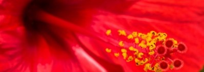 Flower Power: Hibiscus sabdariffa extract to prevent UTIs and dyslipidemia