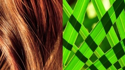 Hair loss treatment with saw palmetto by Vidya Herbs