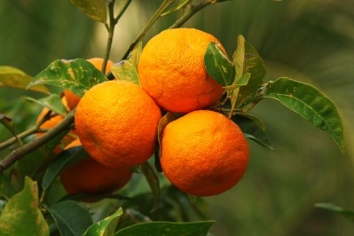 Hordenine and octopamine are mentioned as natural constituents of Citrus aurantium, or bitter orange.  But the possibility that synthetic versions of these chemicals are being used in dietary supplements is a concern for FDA.  ©Getty Images - Matthias Rabbione