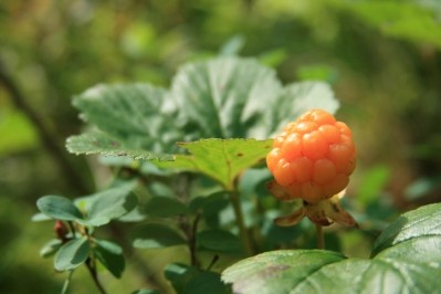 Visi is an MLM founded on the purported health benefits of what it calls the Arctic Cloudberry. ©Getty Images - Juha Huiskonen