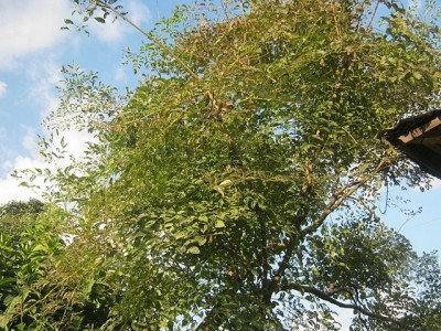 Oroxylum indicum tree in Nepal. Wikimedia Commons / Krish Dulal