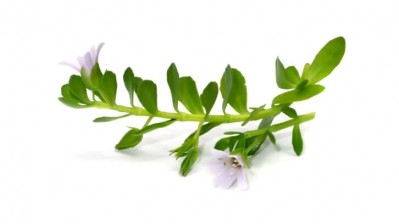 Bacopa and the brain: Study highlights mood and memory benefits