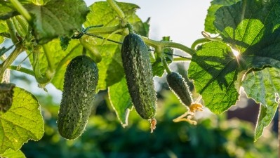Novel cucumber iminosugar supports joint function and mobility: Study    