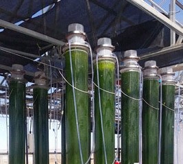 Arizona Algae Products starts its Nanochloropsis algae cultures in tube photobioreactors before finishing them in covered raceway ponds. Arizona Algae Products photo.