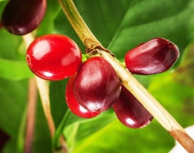 CoffeeFruit Pure and Ingredients By Nature sign exclusive coffee fruit supply agreement 