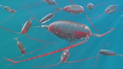 Calanus finmarchicus is reportedly the most abundant crustacean in the North Atlantic Ocean.  Image © 3dsam79 / Getty Images