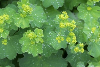 Lady's Mantle (Alchemilla vulgaris) is one of the constituents of Weighlevel One, a four-herb blend formulated to support weight loss. ©Getty Images - Sasimoto