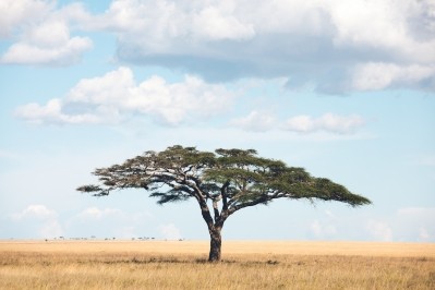 Acacia Tree In Africa © borchee / Getty Images 