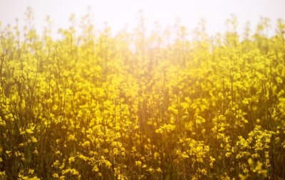 Nuseed's Nutriterra oil is derived from canola engineered to produce higher levels of the omega-3 fatty acid DHA. Image © weiXx / Getty Images