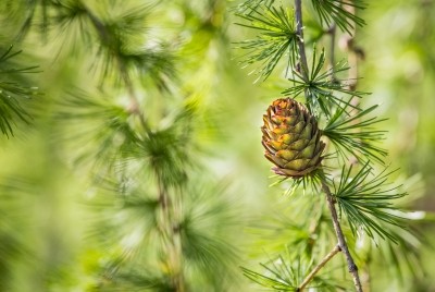 Larix gmelinii or the Dahurian larch.  Image © Kateryna Mashkevych / Getty Images 