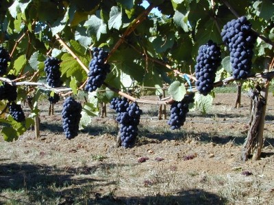 Polyphenolics seeks to capture potentially mysterious benefits of red wine in extract