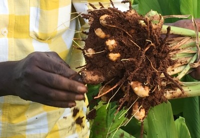 Sabinsa sources its turmeric raw material from a network of small farmers in southern India. NutraIngredients-USA photo.