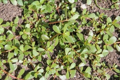 Purslane is a succulent ground cover plant known the world over. ©Getty Images - yuelan