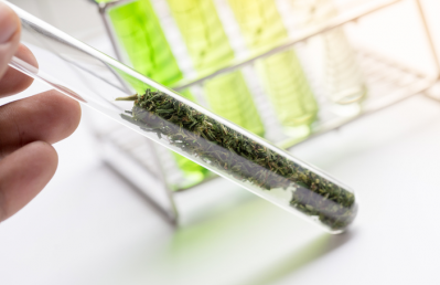 UK government urged to lead cannabinoid innovation