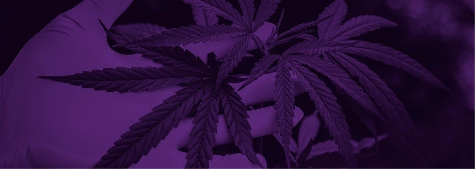 CBD Market Strategies: Best Practices for Suppliers, Brands, and Marketing Teams