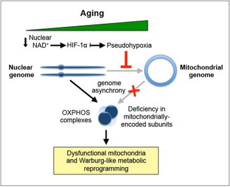 NAD+ and aging Cell