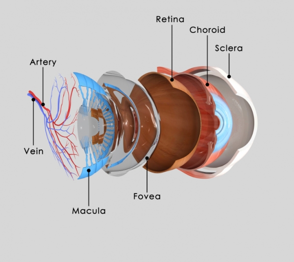 eye retina carotanoid lutein