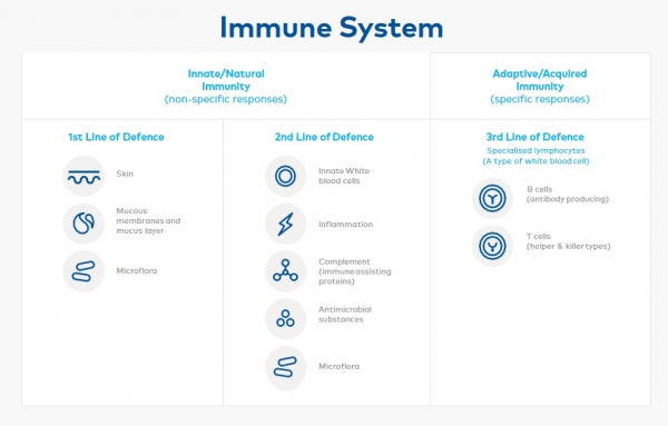 Figure 2 - The Immune System Structure - LARGE