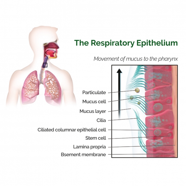 figure 2 The Respiratory Epithelium