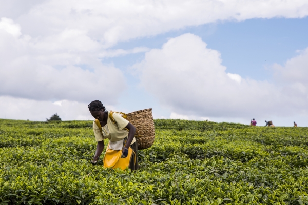 Harvesting tea at an estate in the Nandi Hills, Kenya  © Getty Images Jennifer Watson