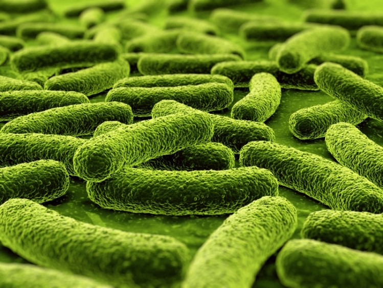 EpiCor was found to boost growth of beneficial bacteria in the the simulator of the intestinal microbial ecosystem